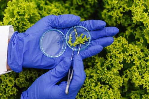 Synthetic Biology for Sustainable Solutions Course