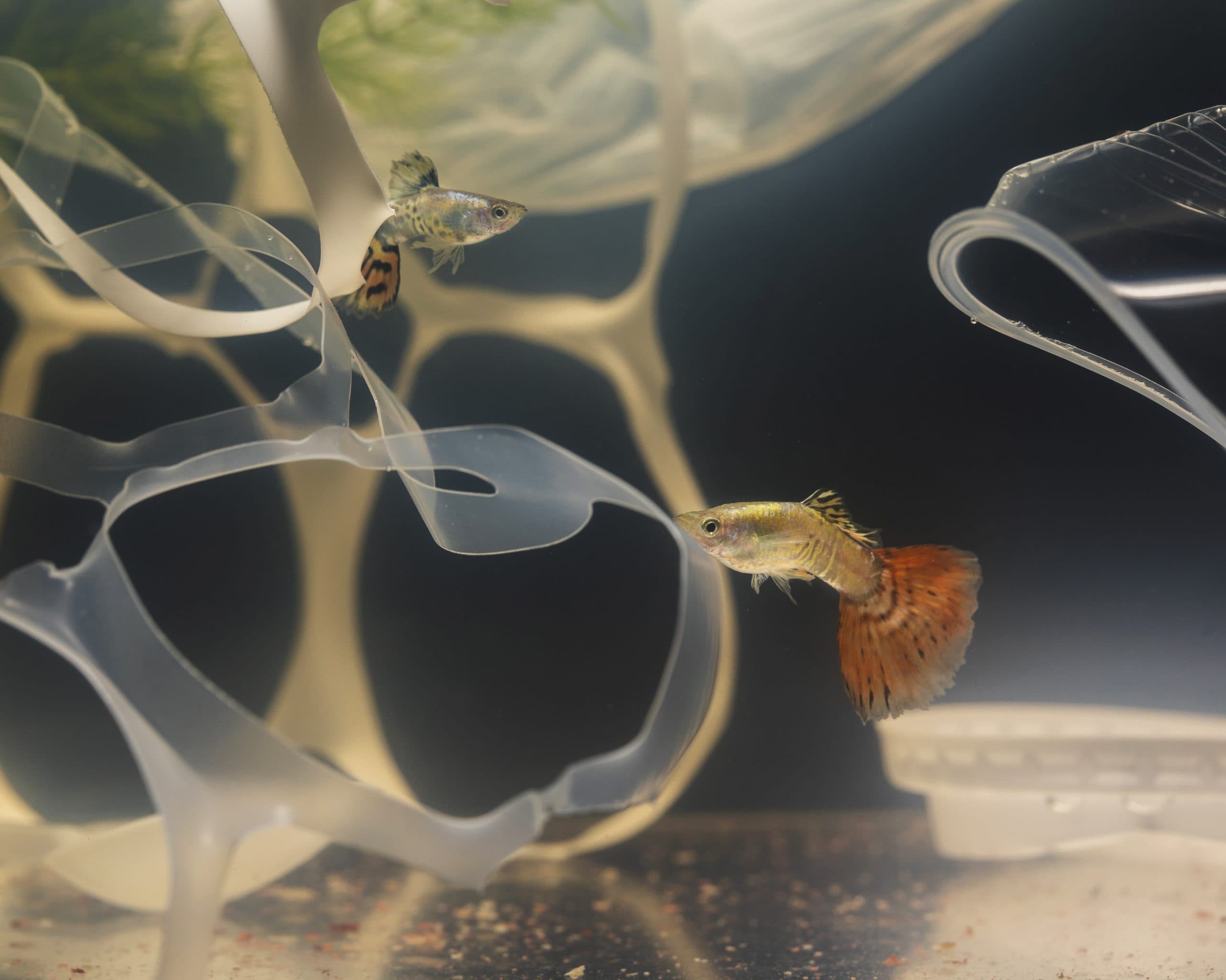 AI for Climate-Smart Aquaculture